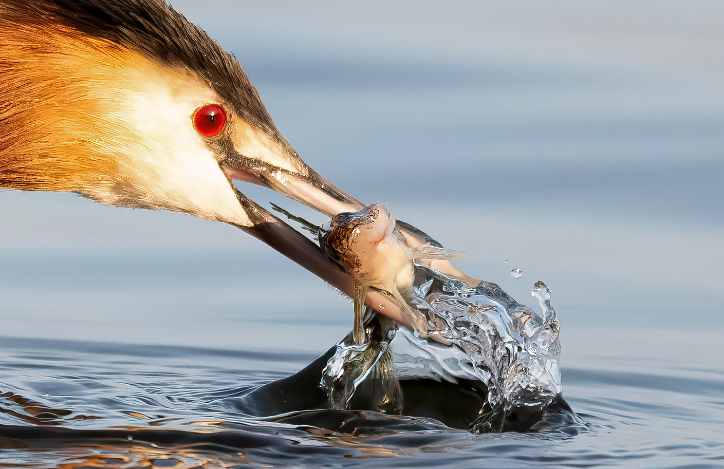 Frischer Fisch