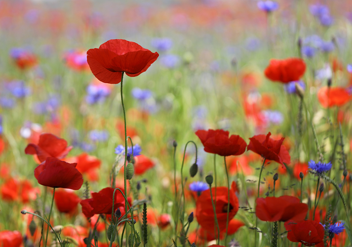 vom Mohn berauscht