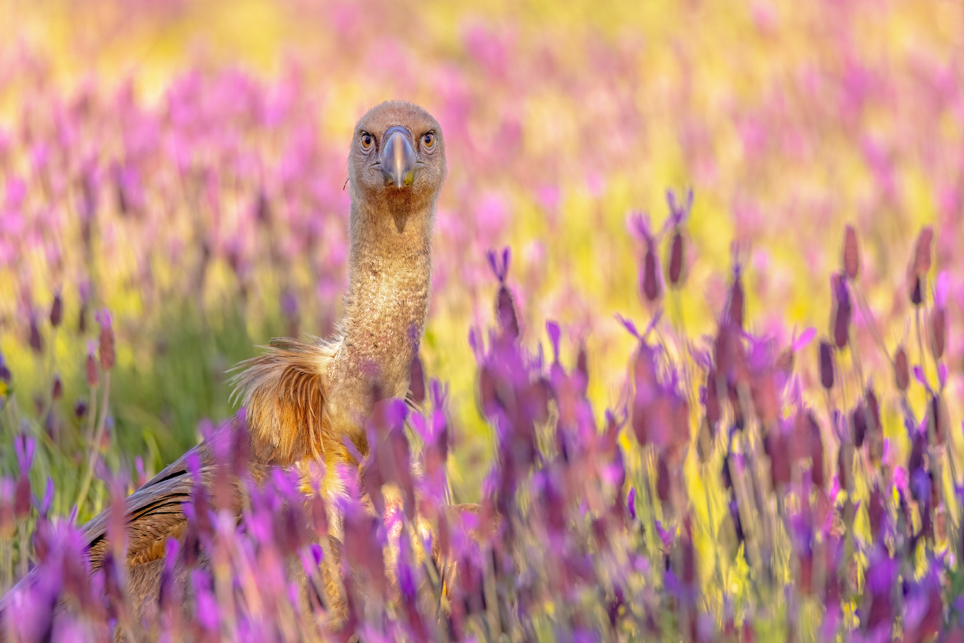 Ein Geier im Blumenfeld