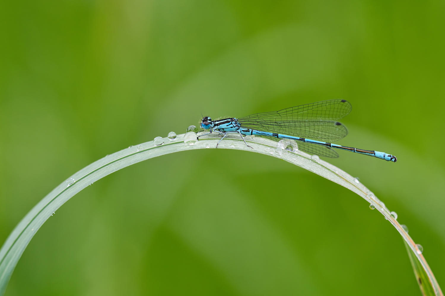 Blaue Federlibelle