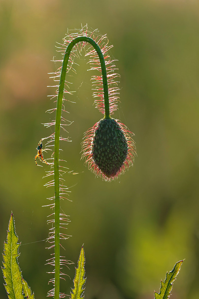 rote Härchen und eine mini Spinne...