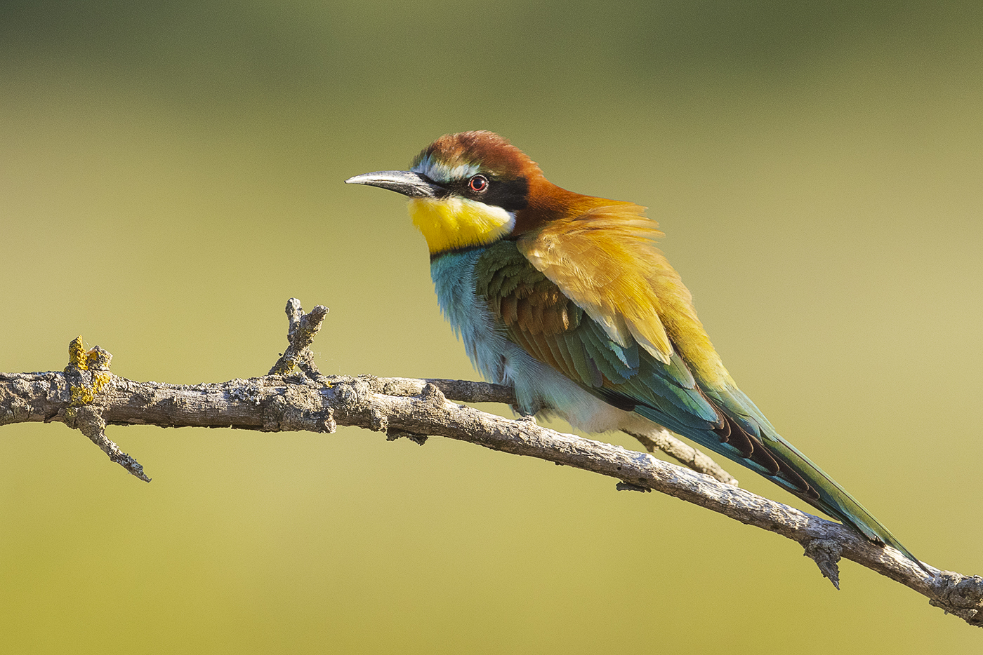 Bienenfresser – Merops apiaster