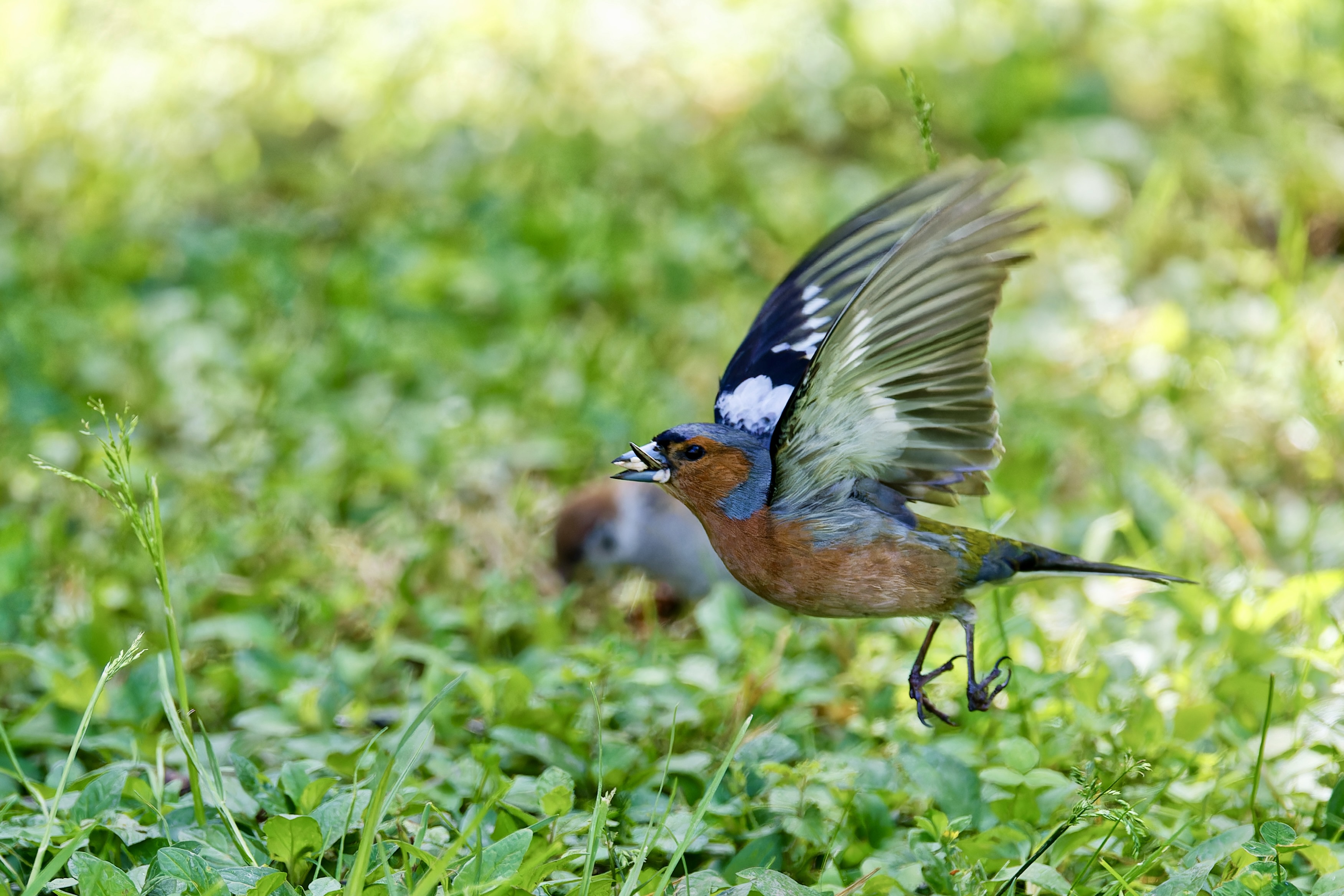 Vogel des Tages