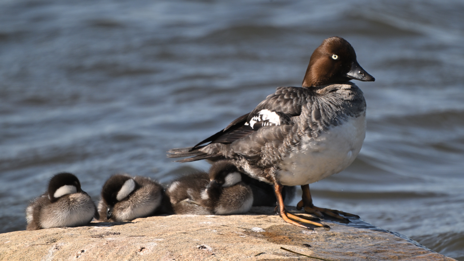 Schellenten Familie