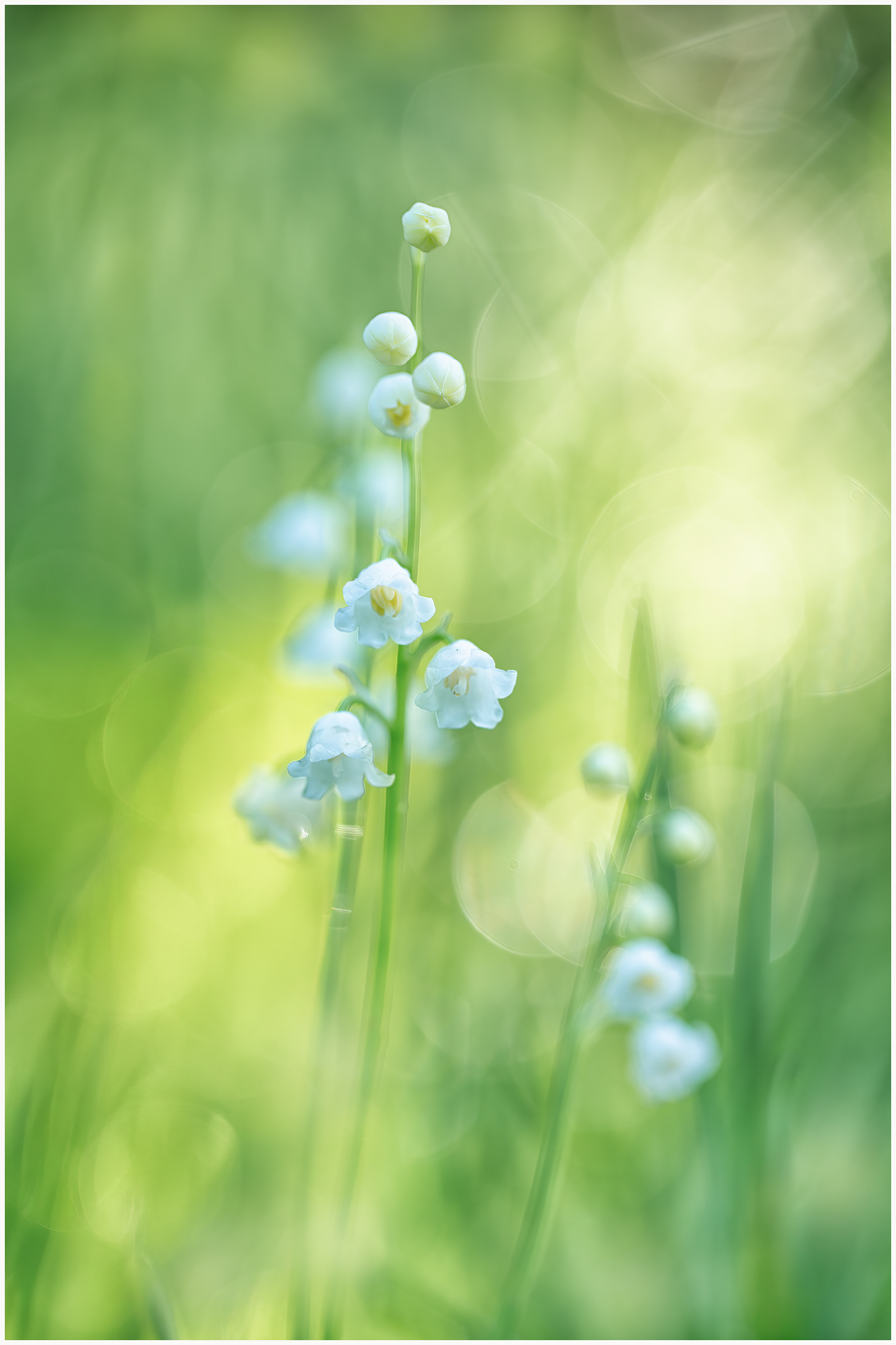 Das Licht