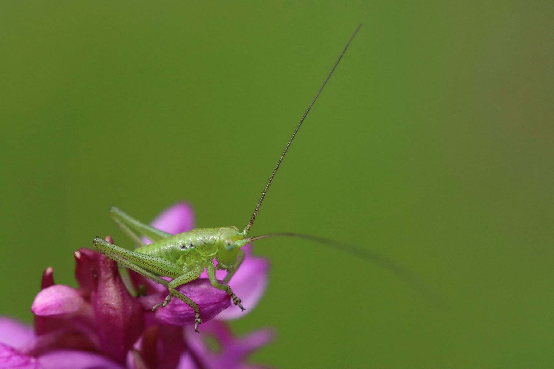 Ein Kleiner