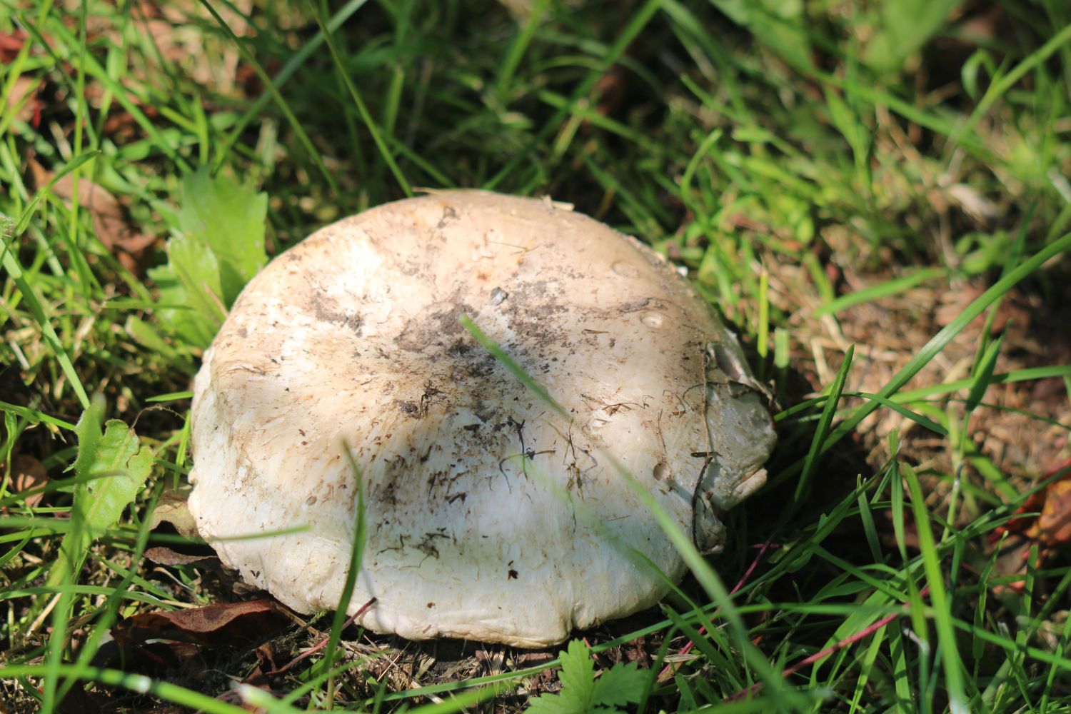 Wiesenchampignon