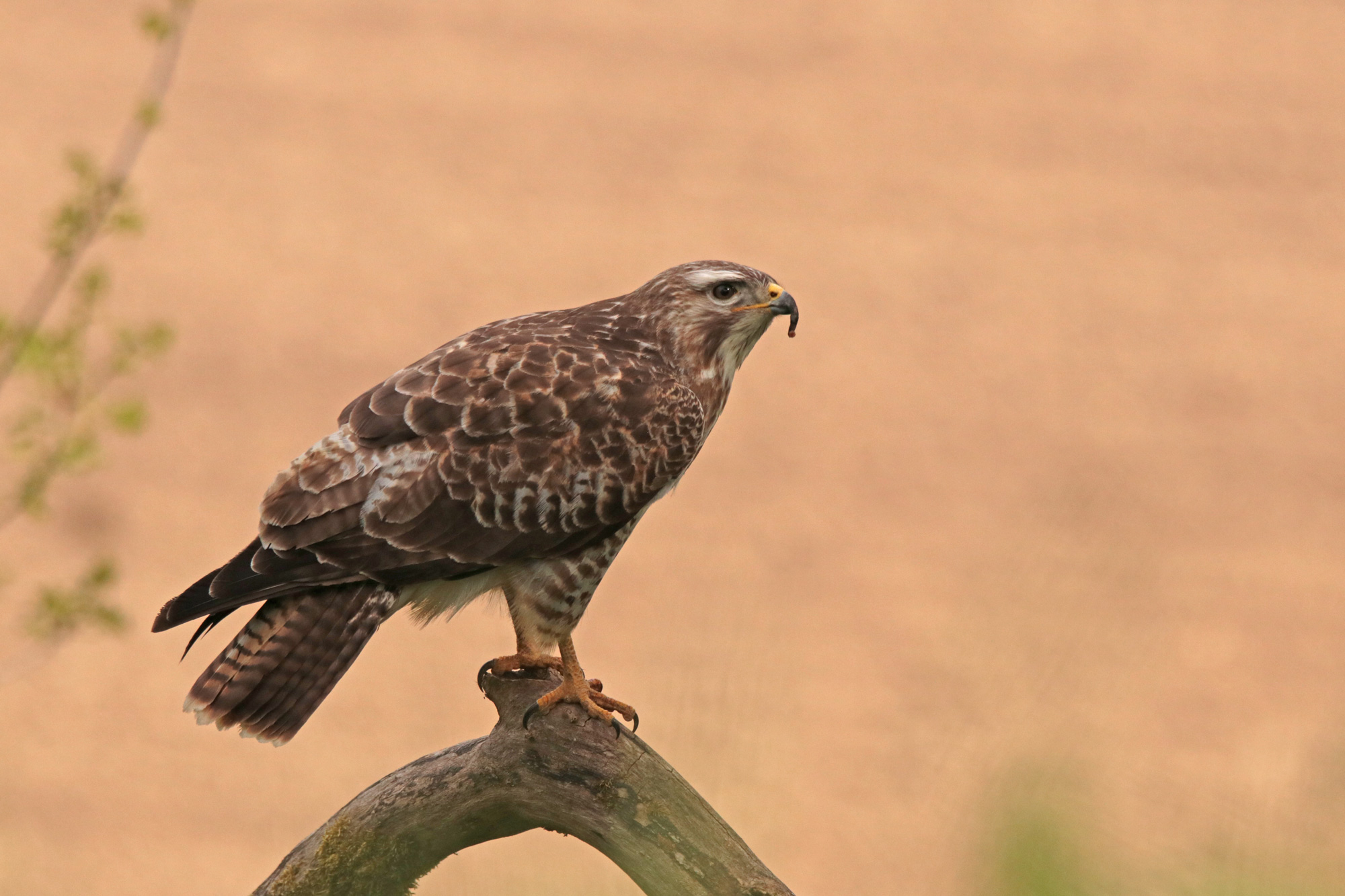 Mäusebussard mit seltsamem Schnabel