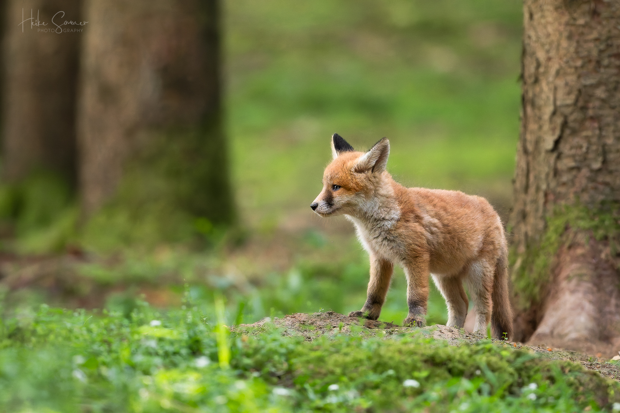 Im Füchschen-Wald