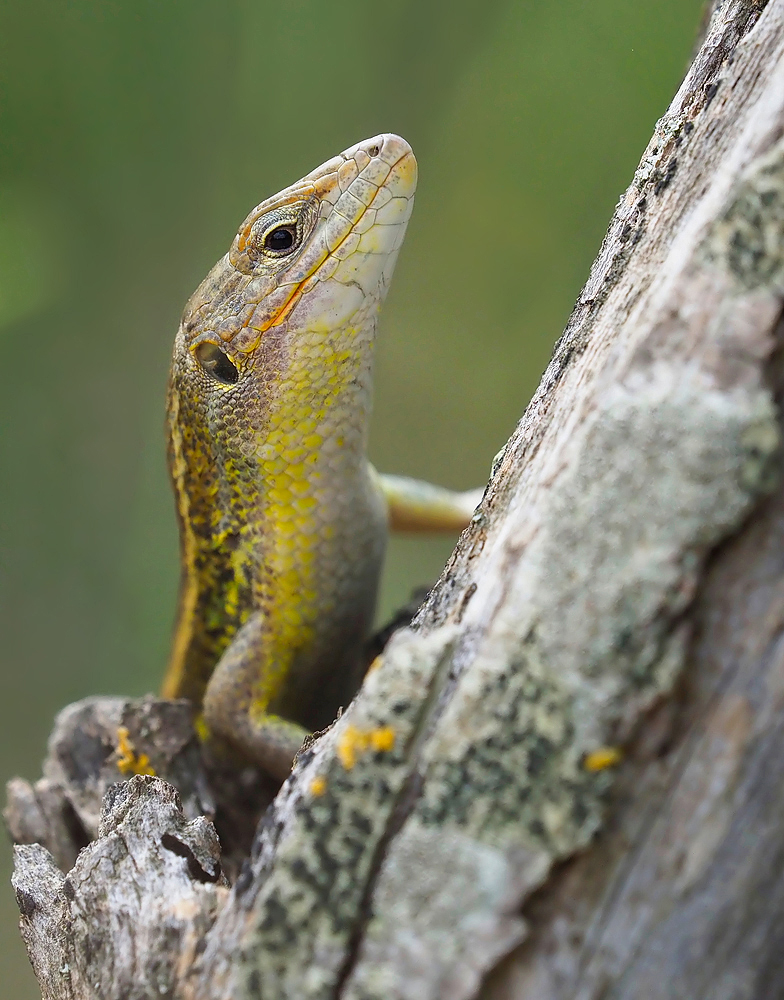 Algerischer Sandläufer (Psammodromus algirus)