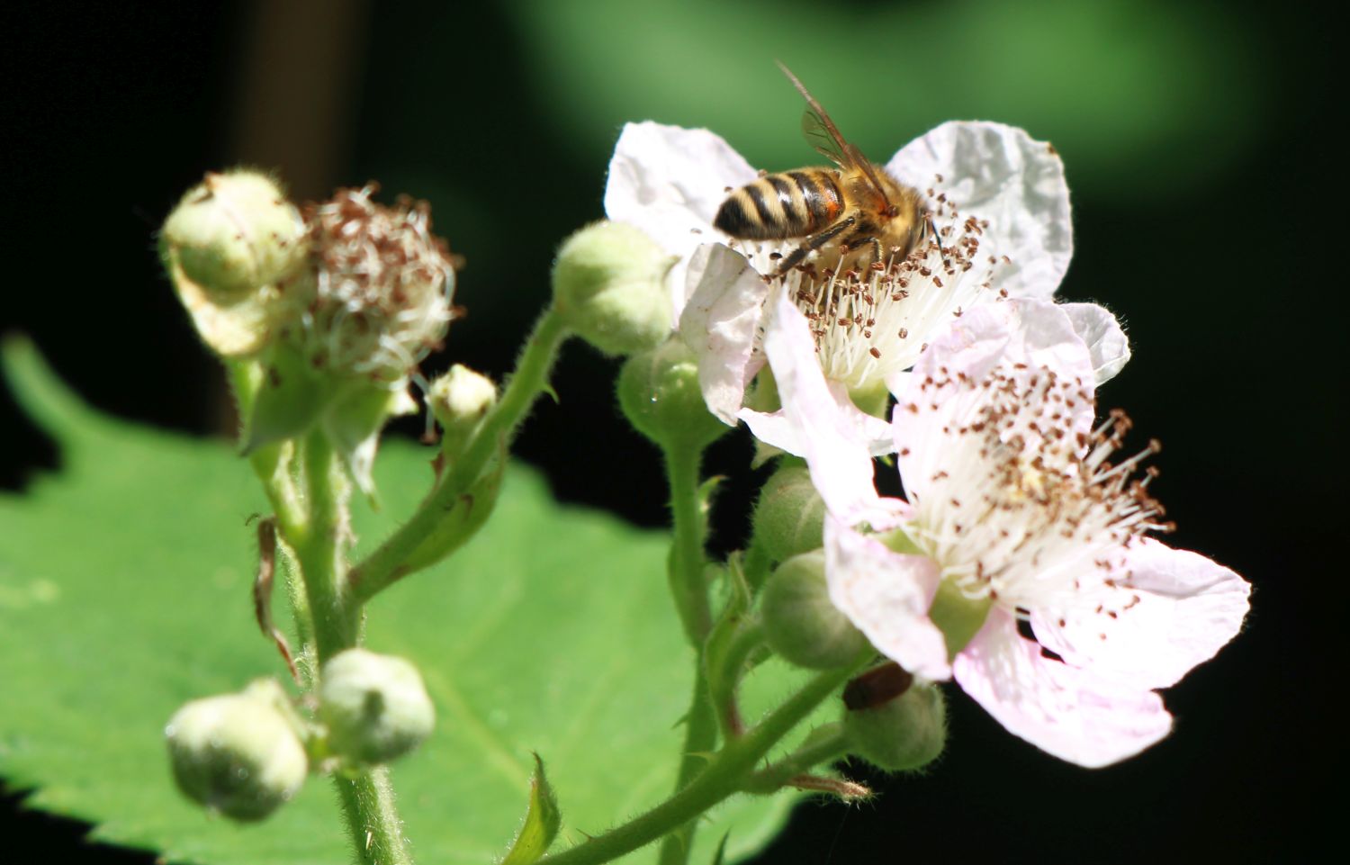 Jetzt haben Honigbienen genug Nahrung