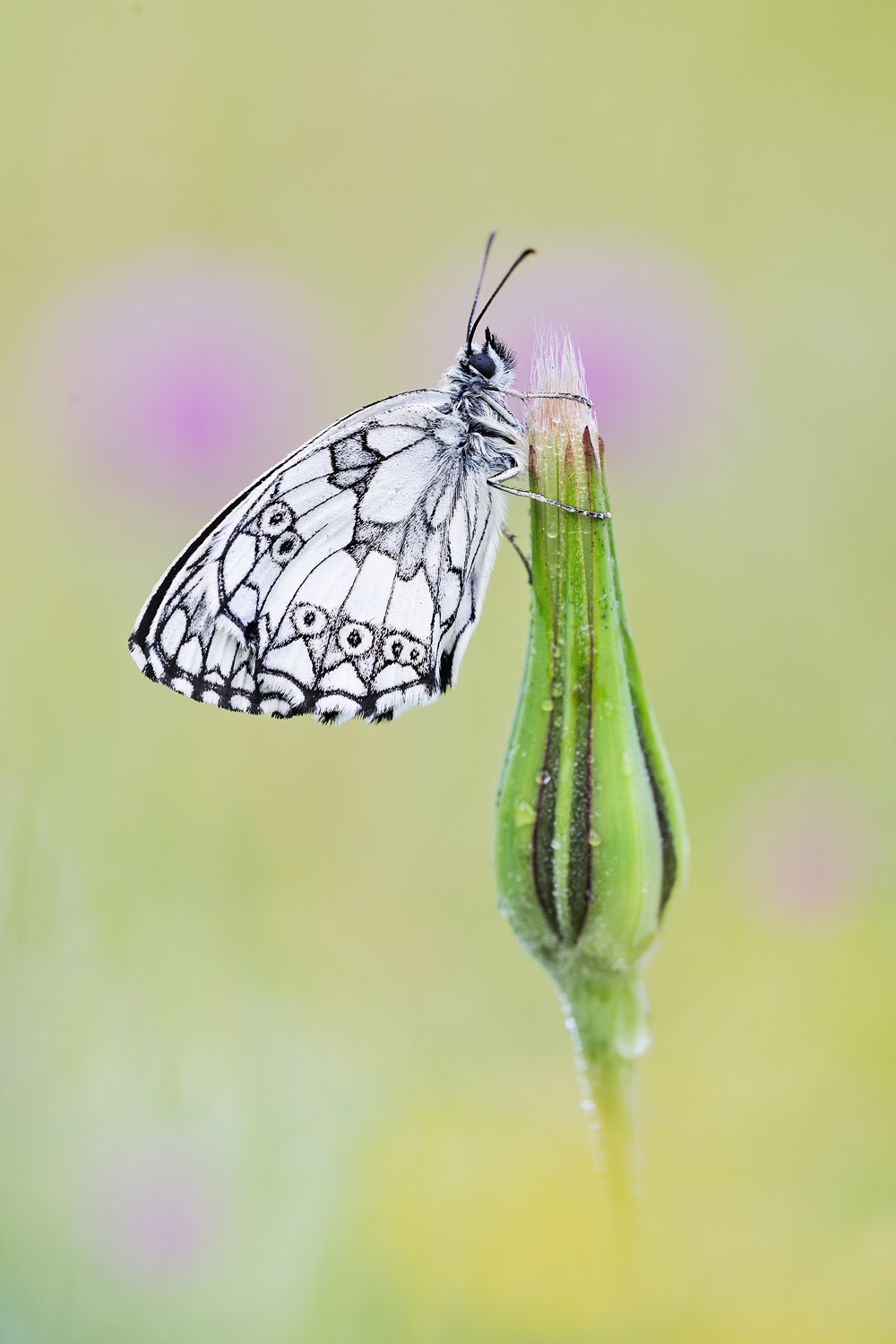 Die Sommerfalter starten