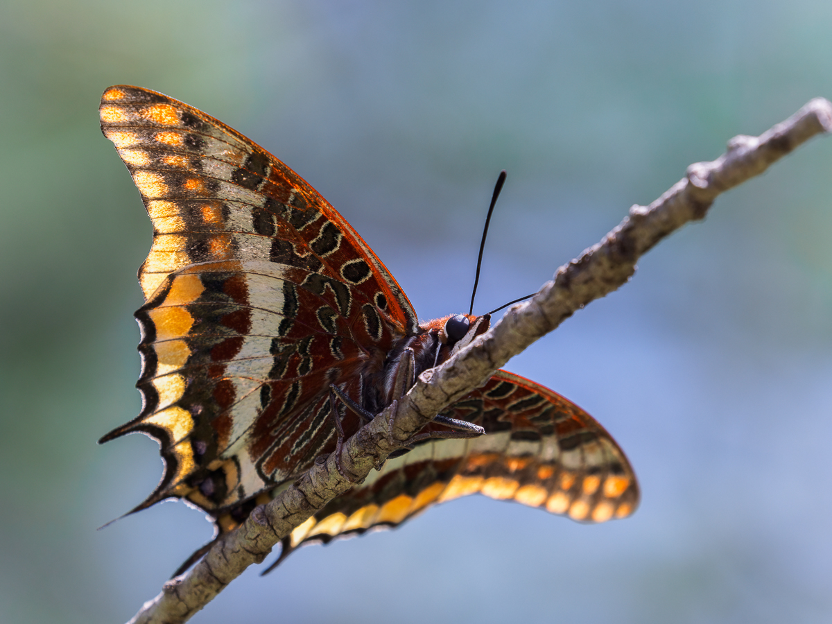 Der Erdbeerbaumfalter (Charaxes jasius)