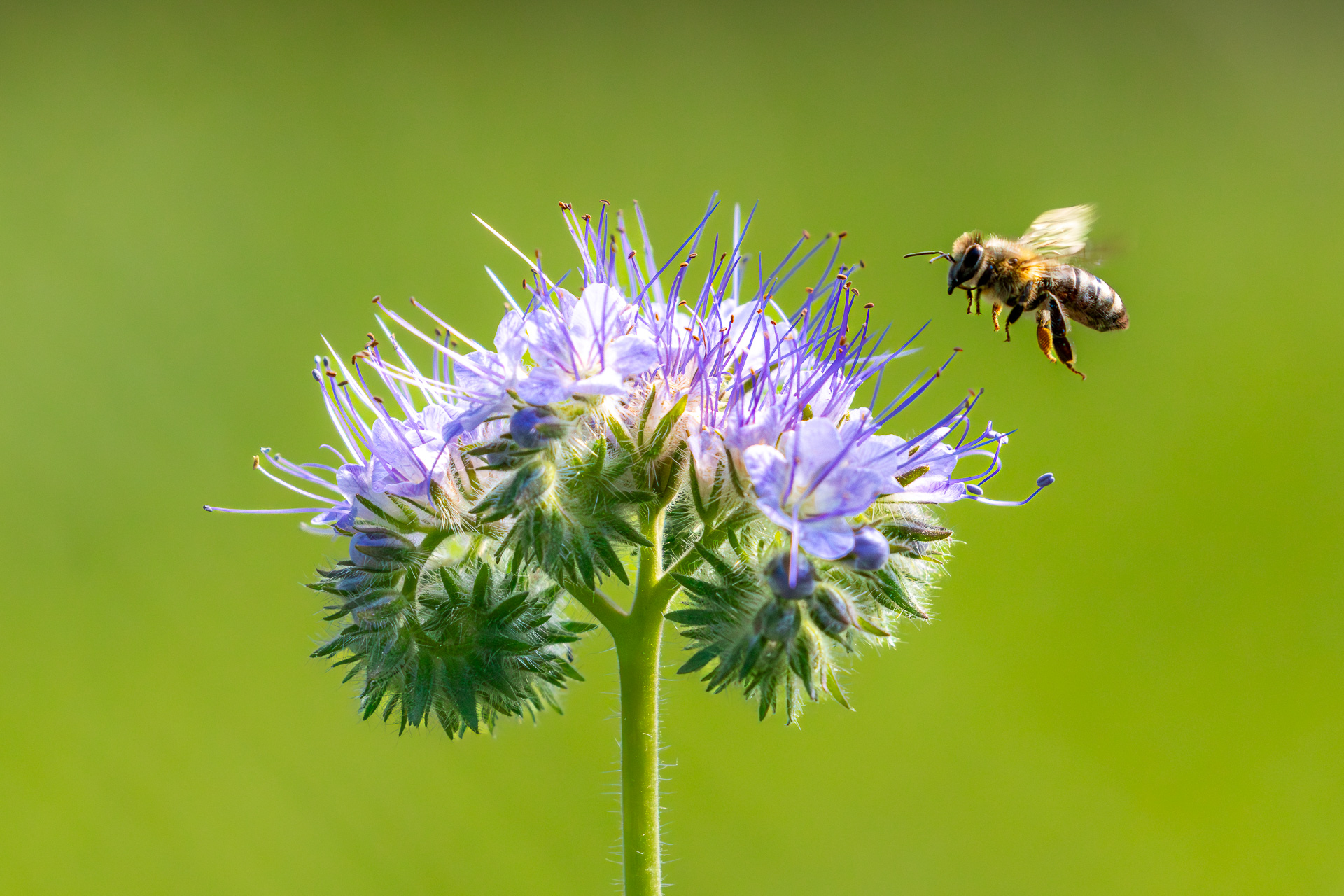 Flugbetrieb