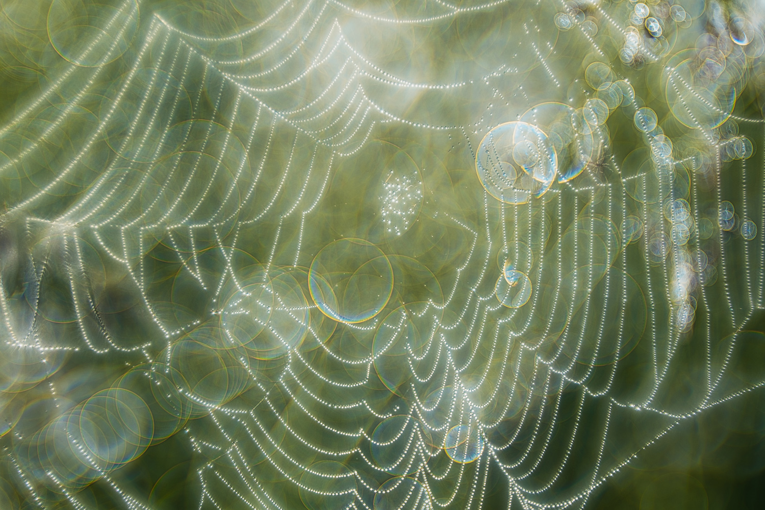 Spinnennetz (Forum für Naturfotografen)