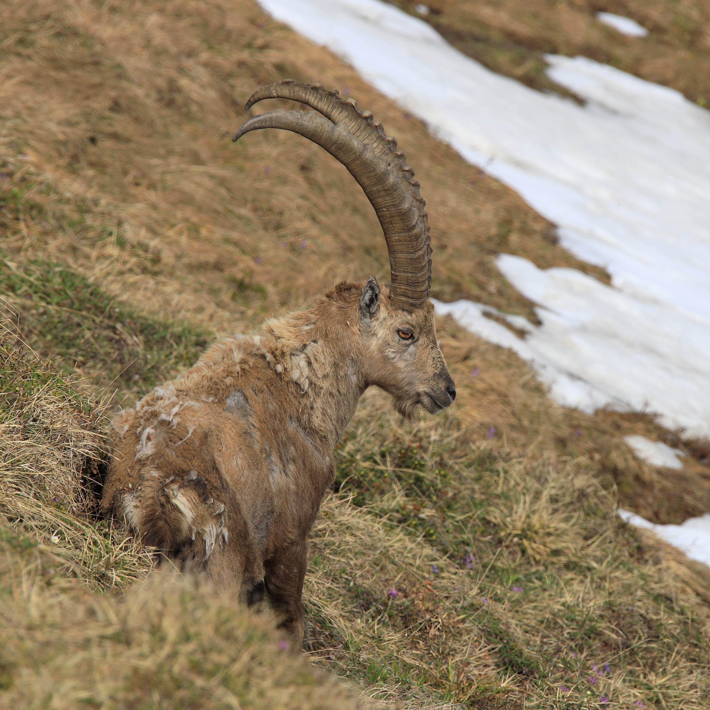 Steinbock