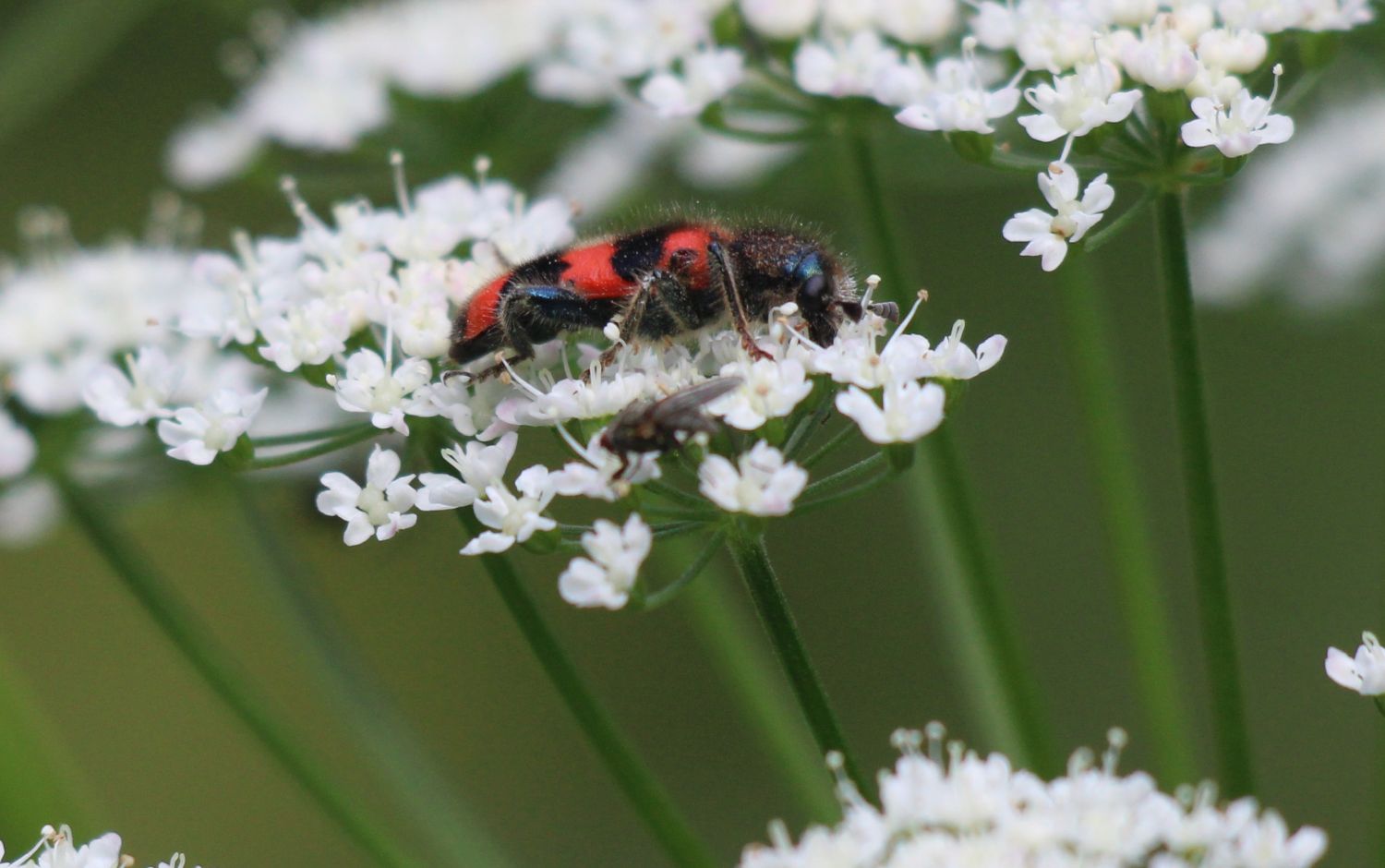 Zottiger Bienenkäfer