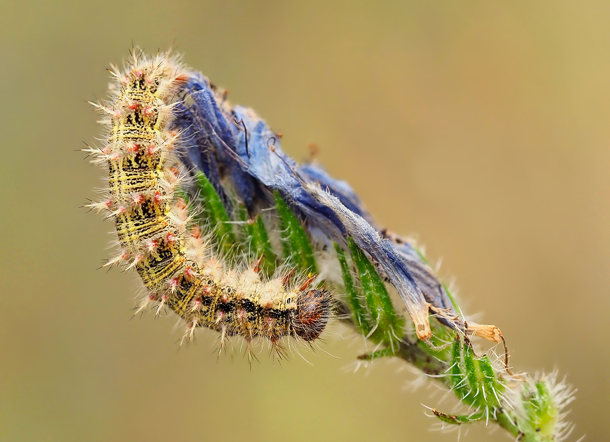 Raupe des Distelfalters (Vanessa cardui)