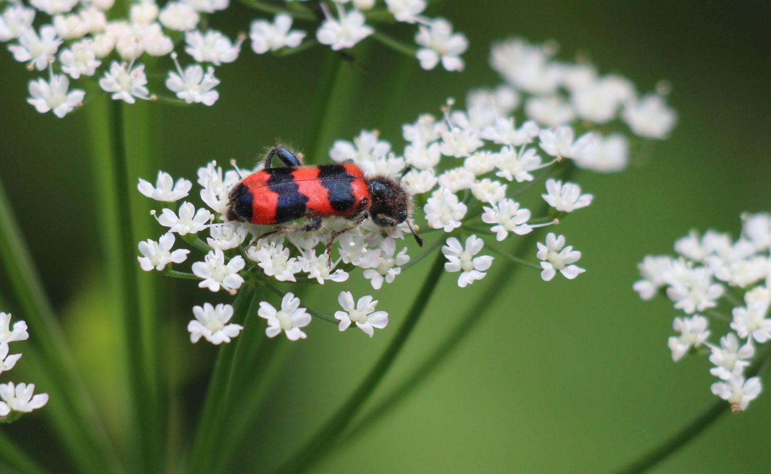 noch ein zottiger Bienenkäfer