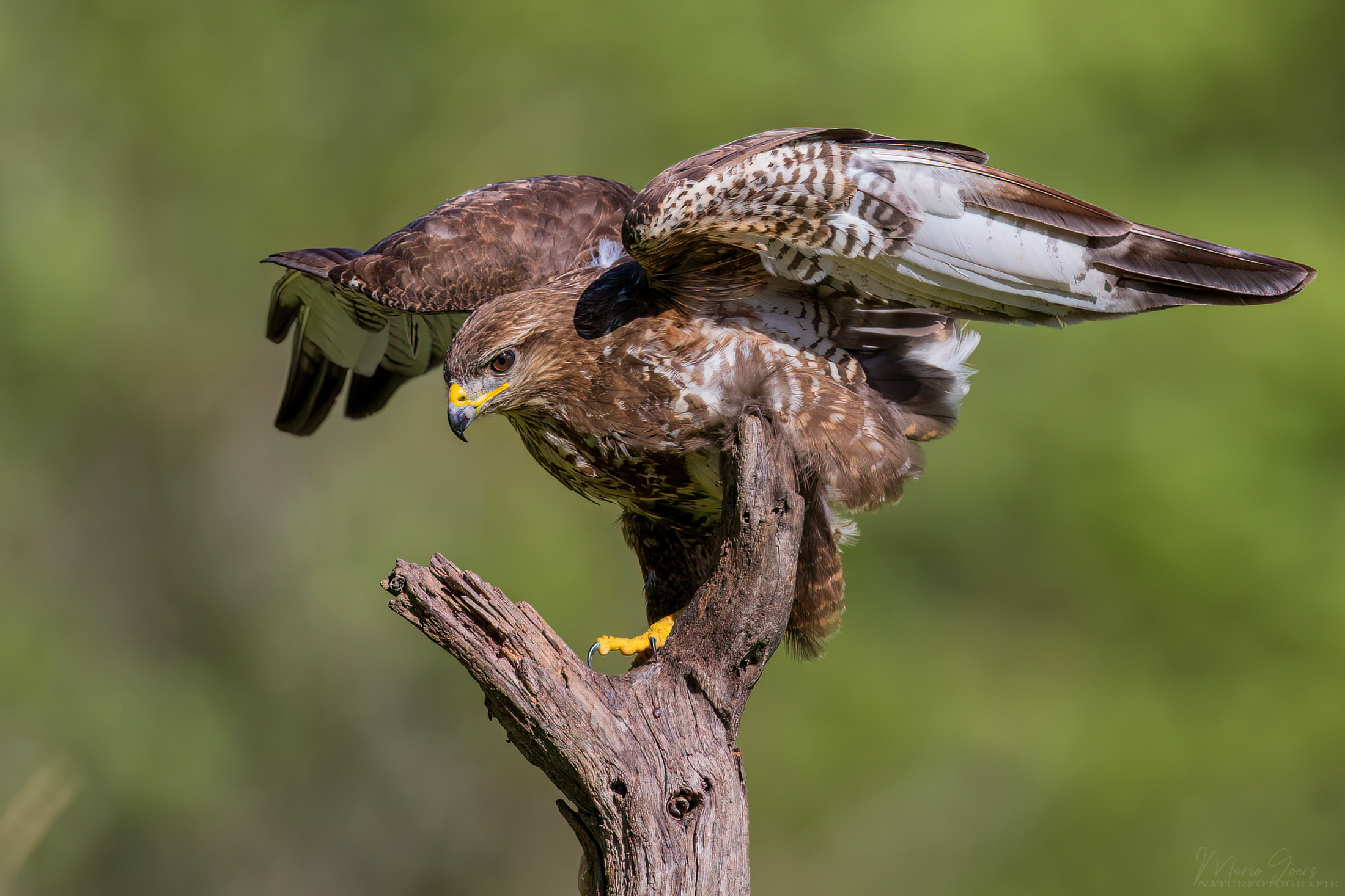 Mäusebussard