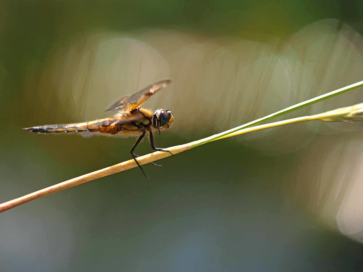 Libelle