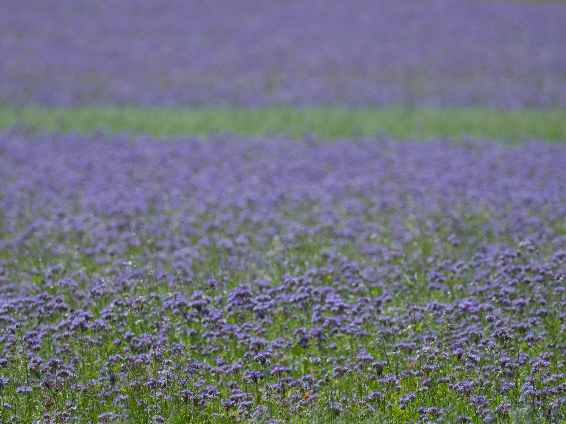 Eine Mohnblüte