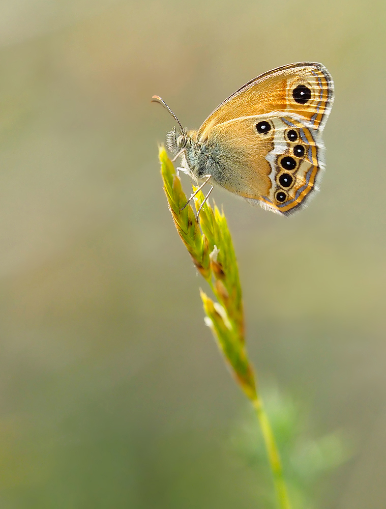 Coenonympha dorus 