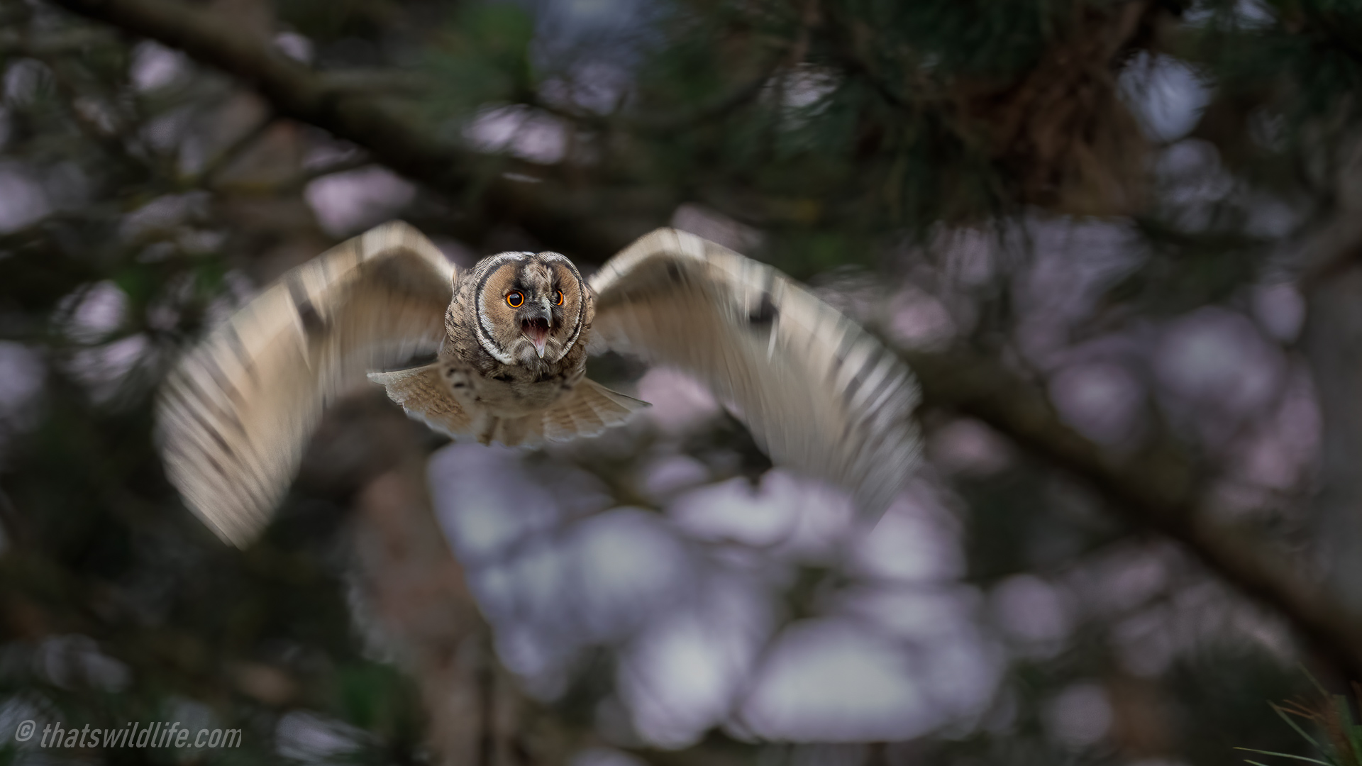 Bettelruf beim Abflug