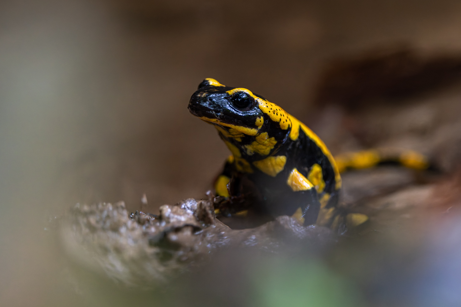Feuersalamander ( salamandra salamandra )