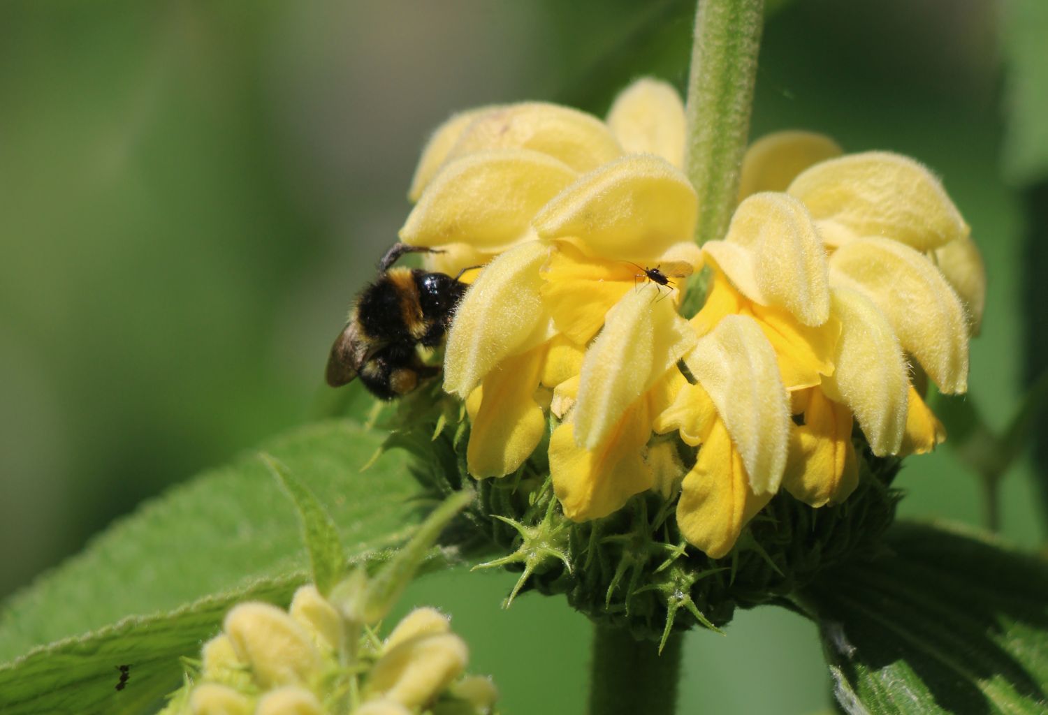 Hummel nascht