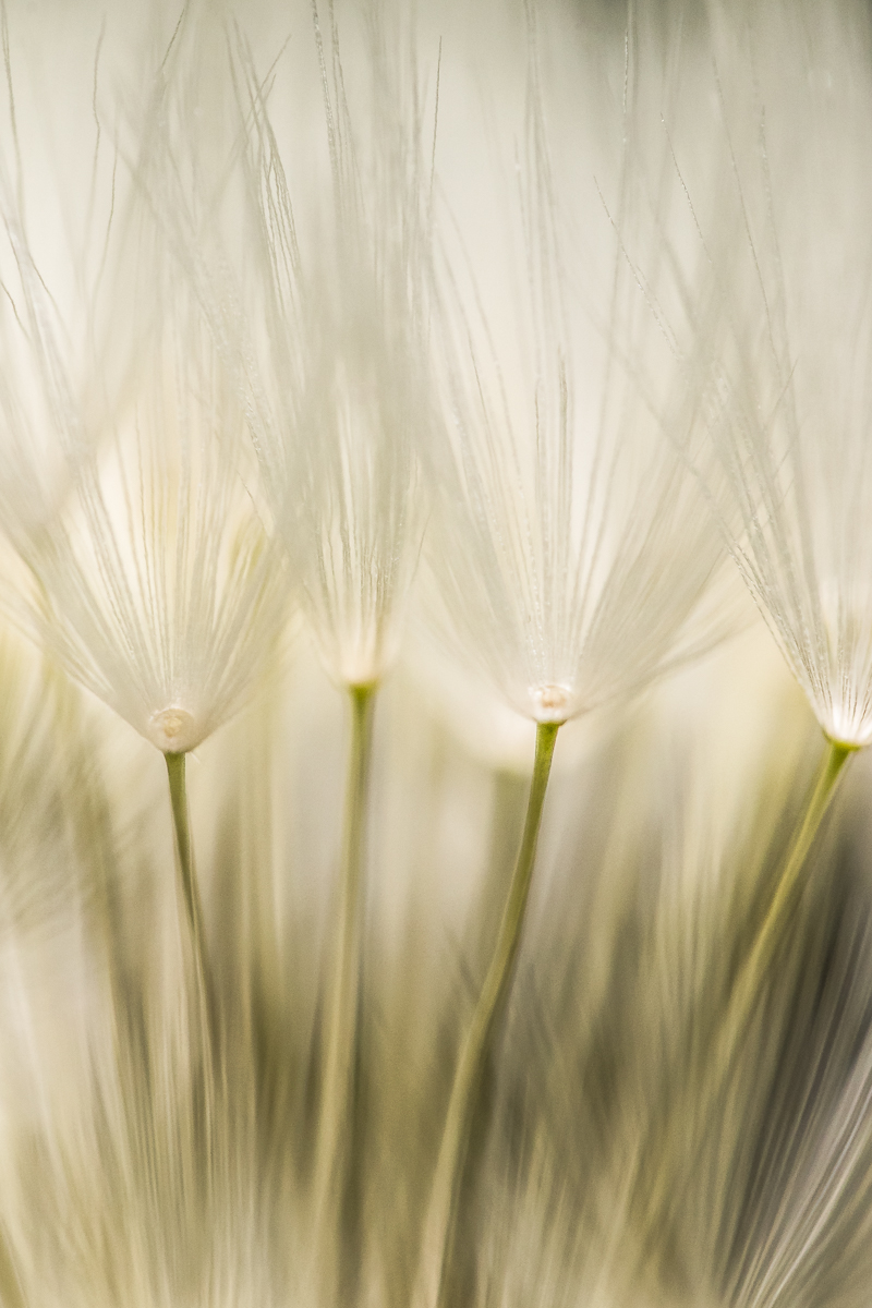 Schirmchen der Pusteblume