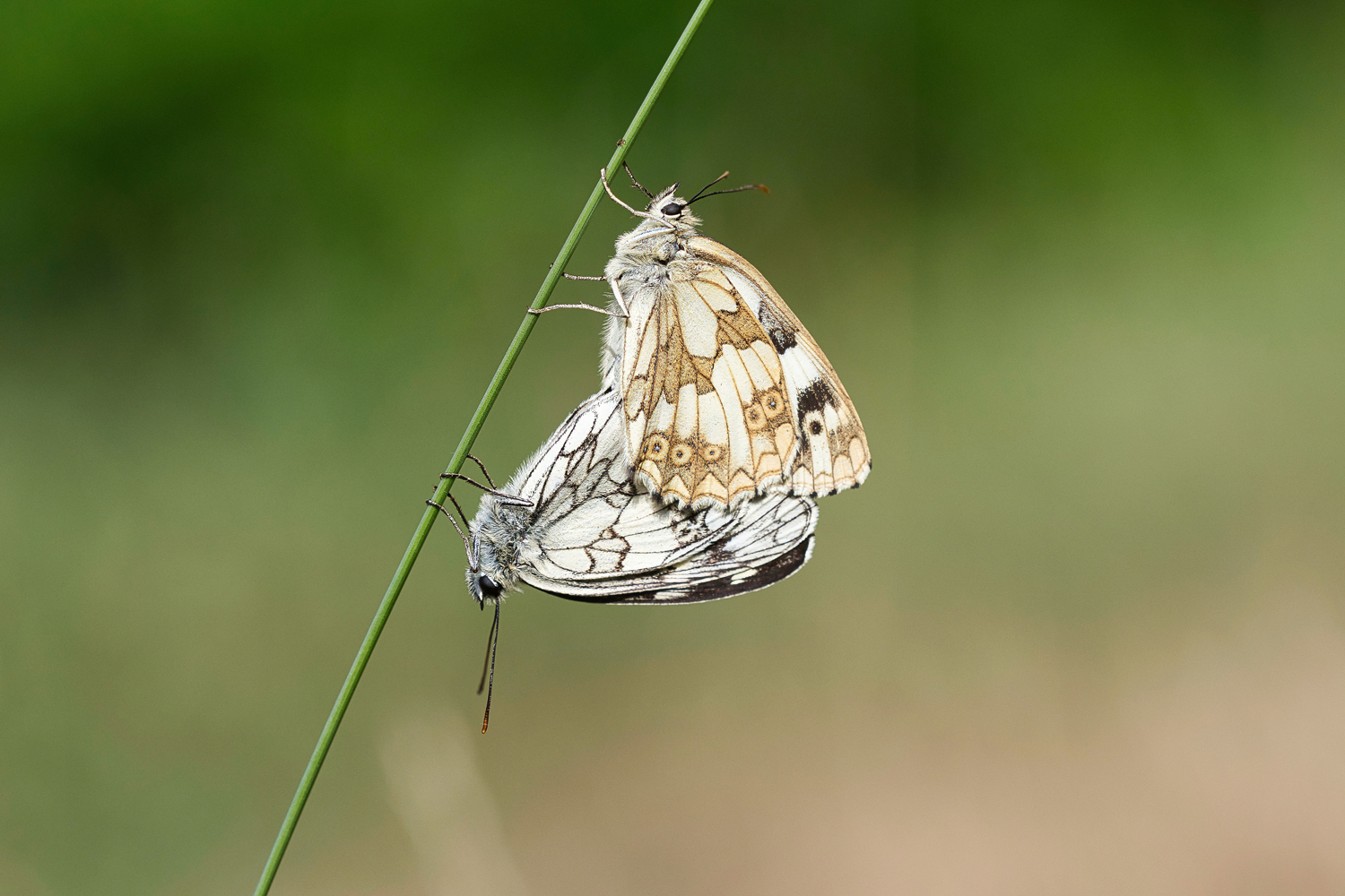 Schachbrettfalter