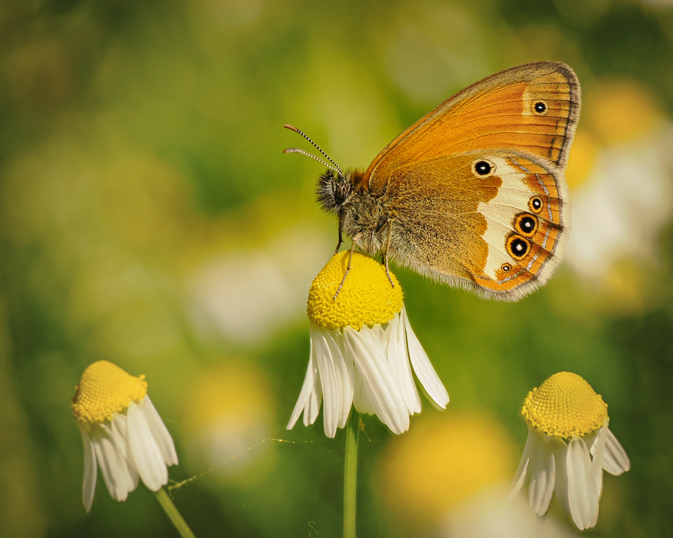 Weissbindiges Wiesenvögelchen ( Coenonympha arcania ), weiblich