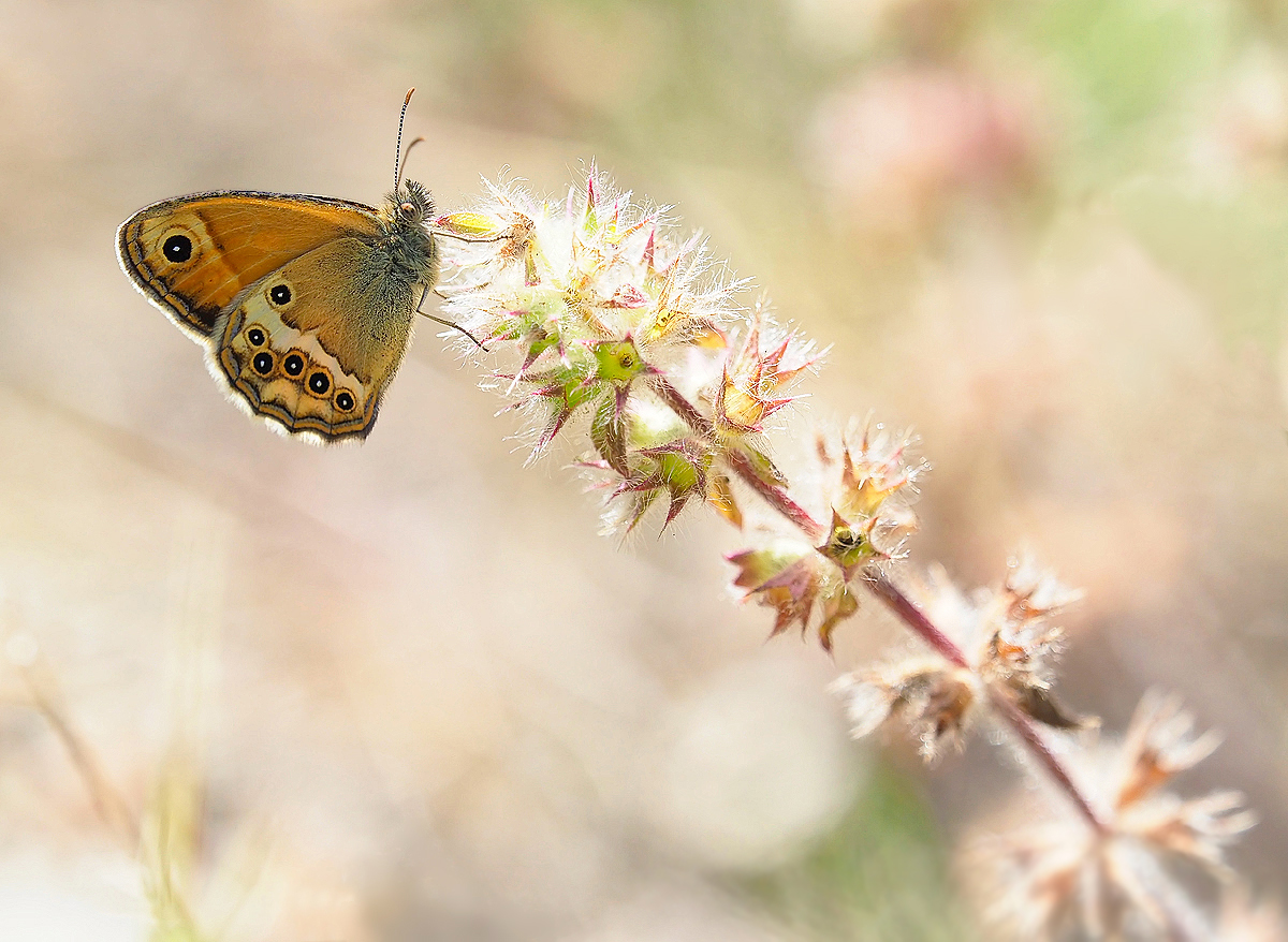 Coenonympha dorus 