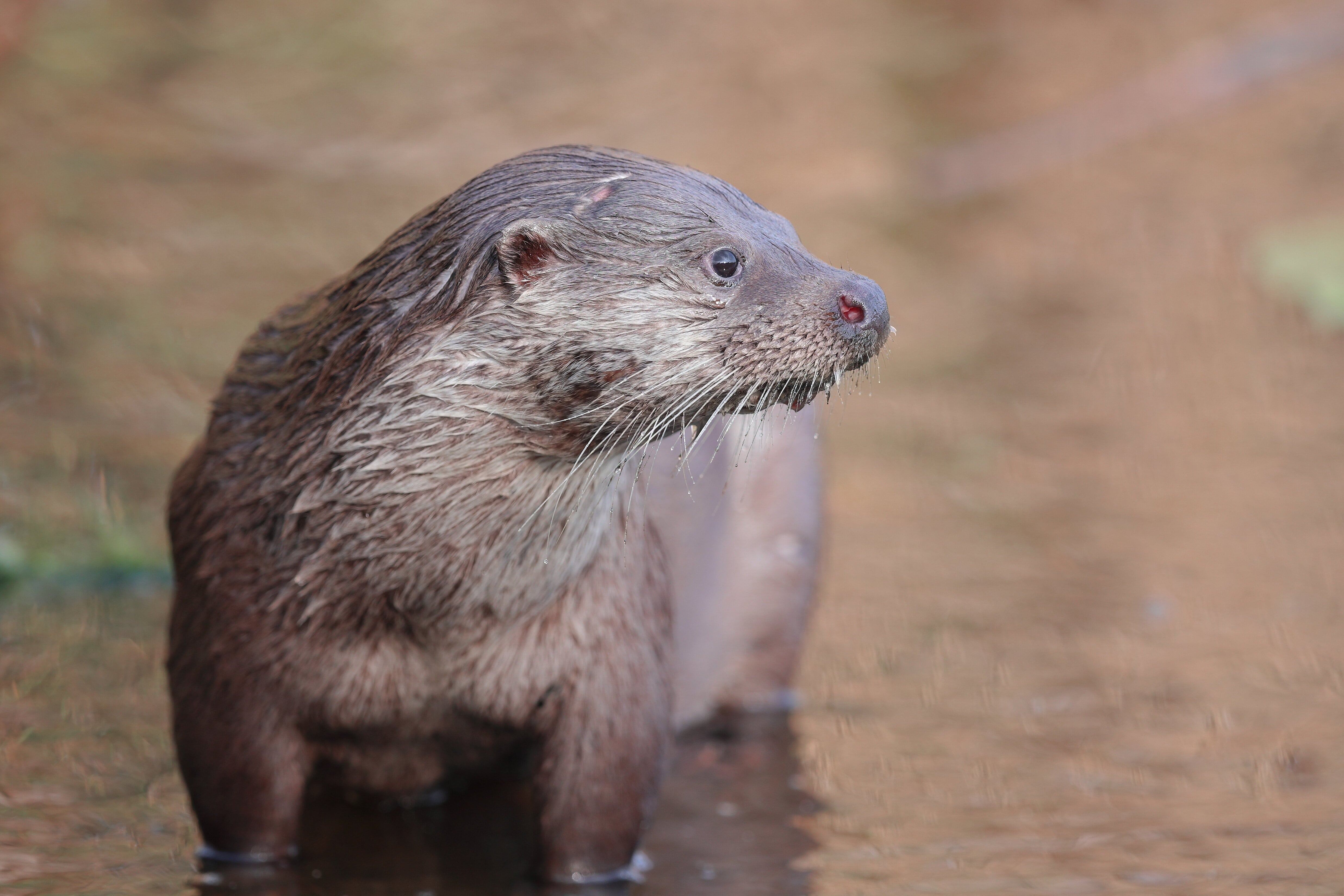 Fischotterportrait