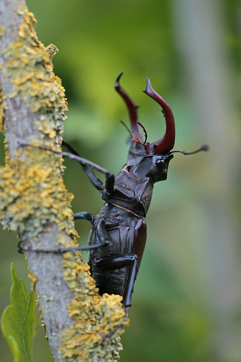 Hirschkäfermännchen