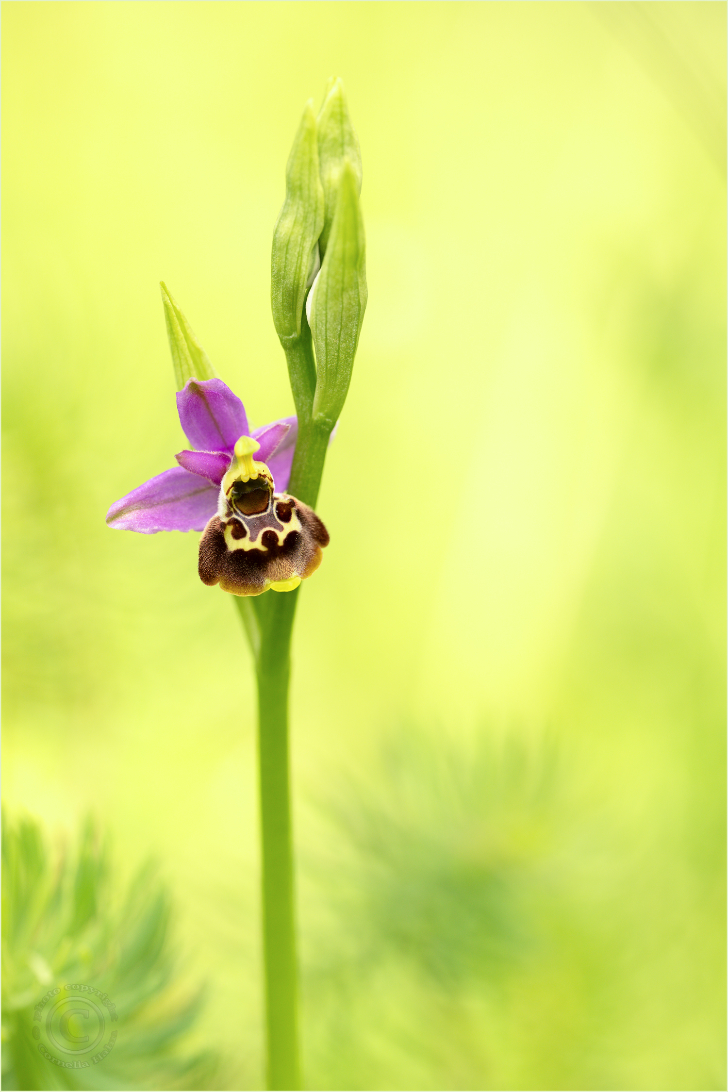 Kleinblütige Hummel-Ragwurz (Ophrys fuciflora ssp. elatior)