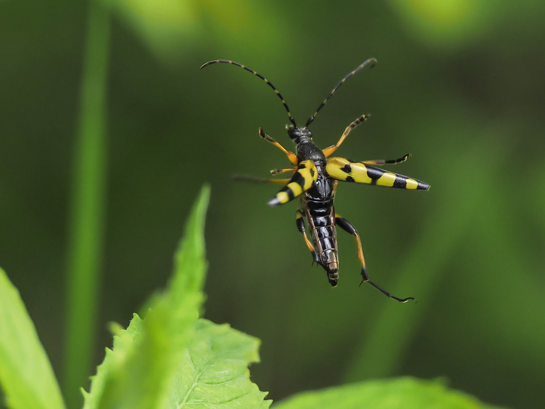 Gefleckter Schmalbock  ( Rutpela maculata )