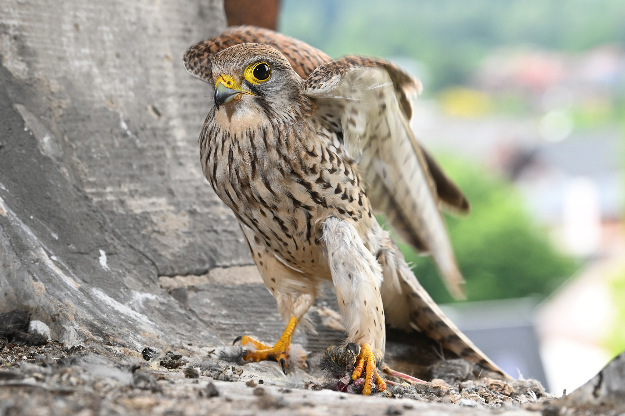 Großer Falke kleine Beute