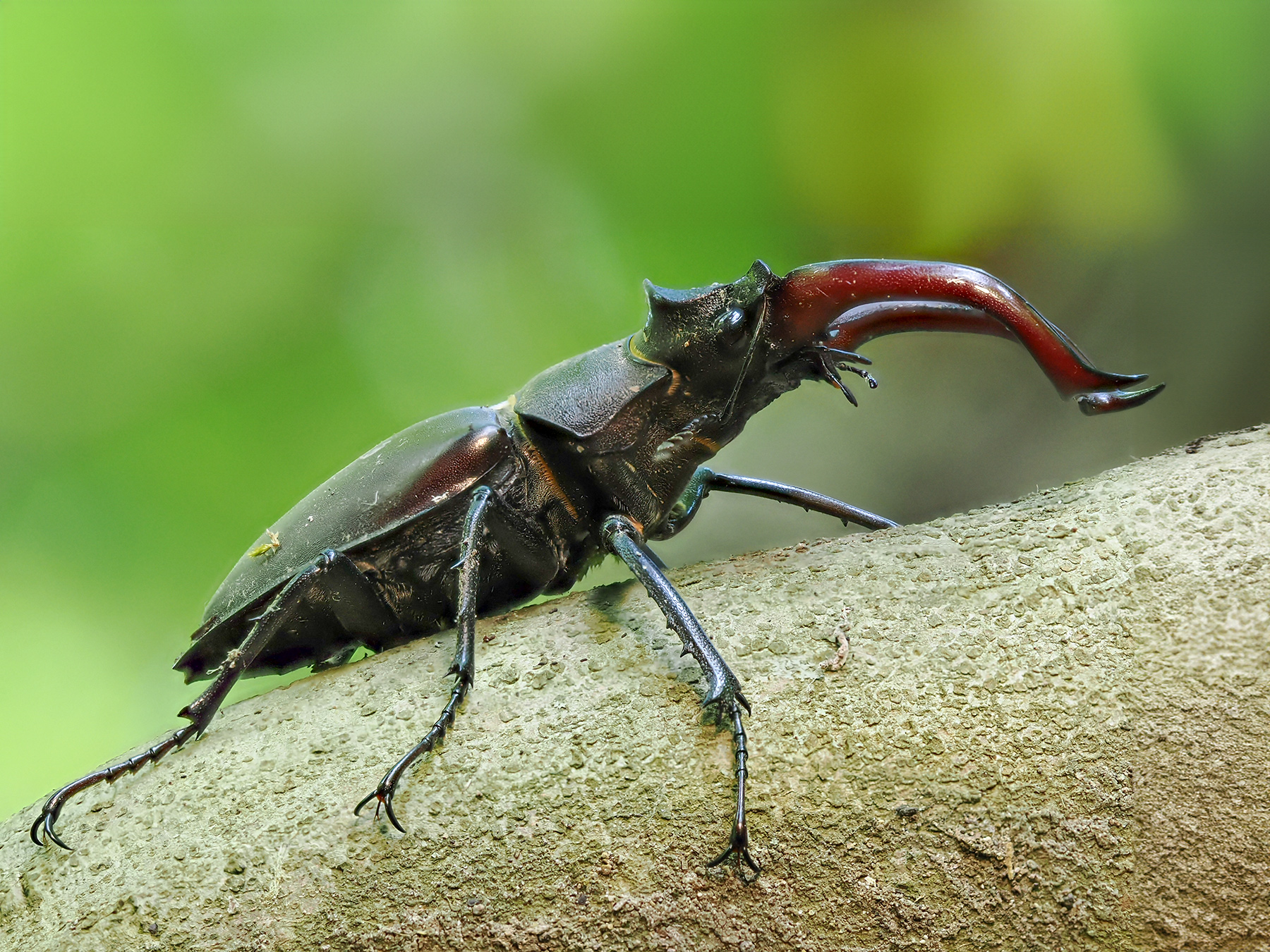 Hirschkäfer