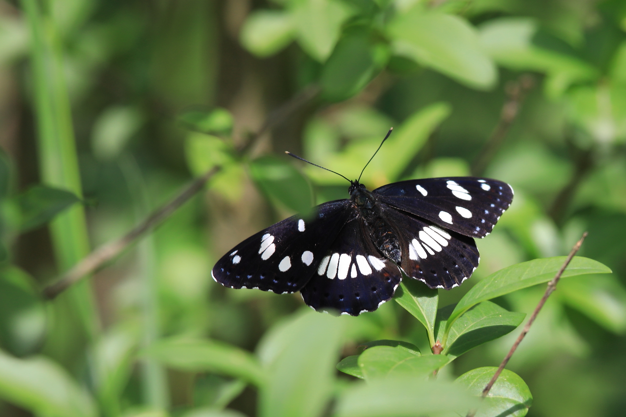 Blauschwarzer Eisvogel