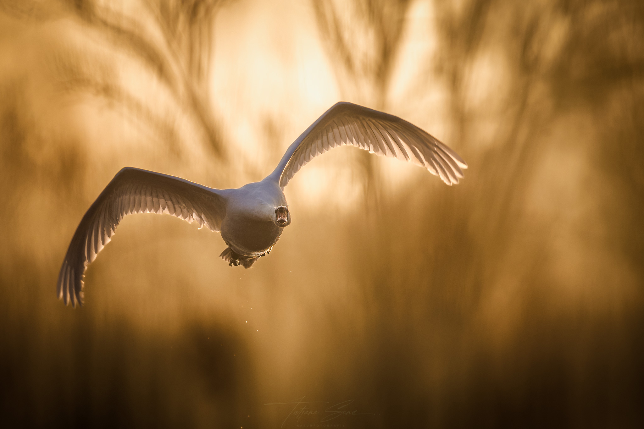 HÖCKERSCHWAN an einem Morgen im März