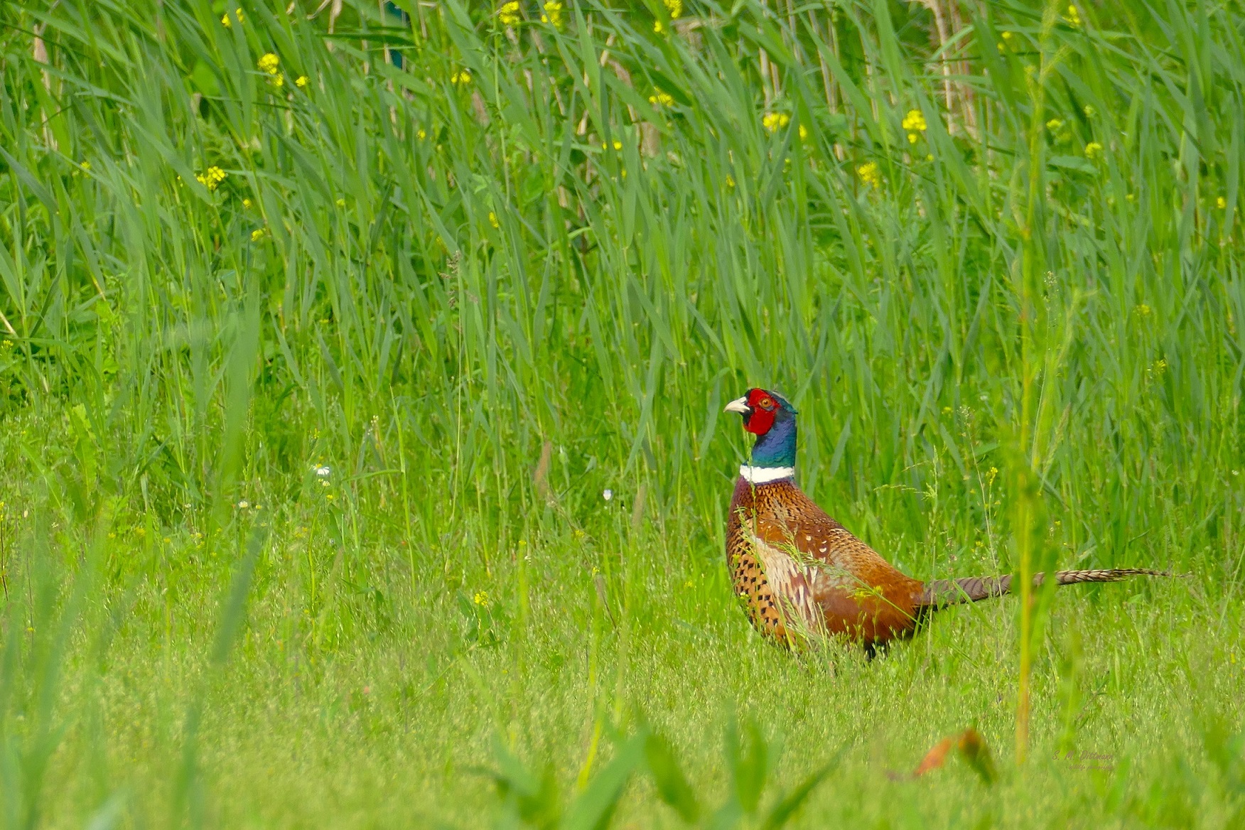 Ausgewildert