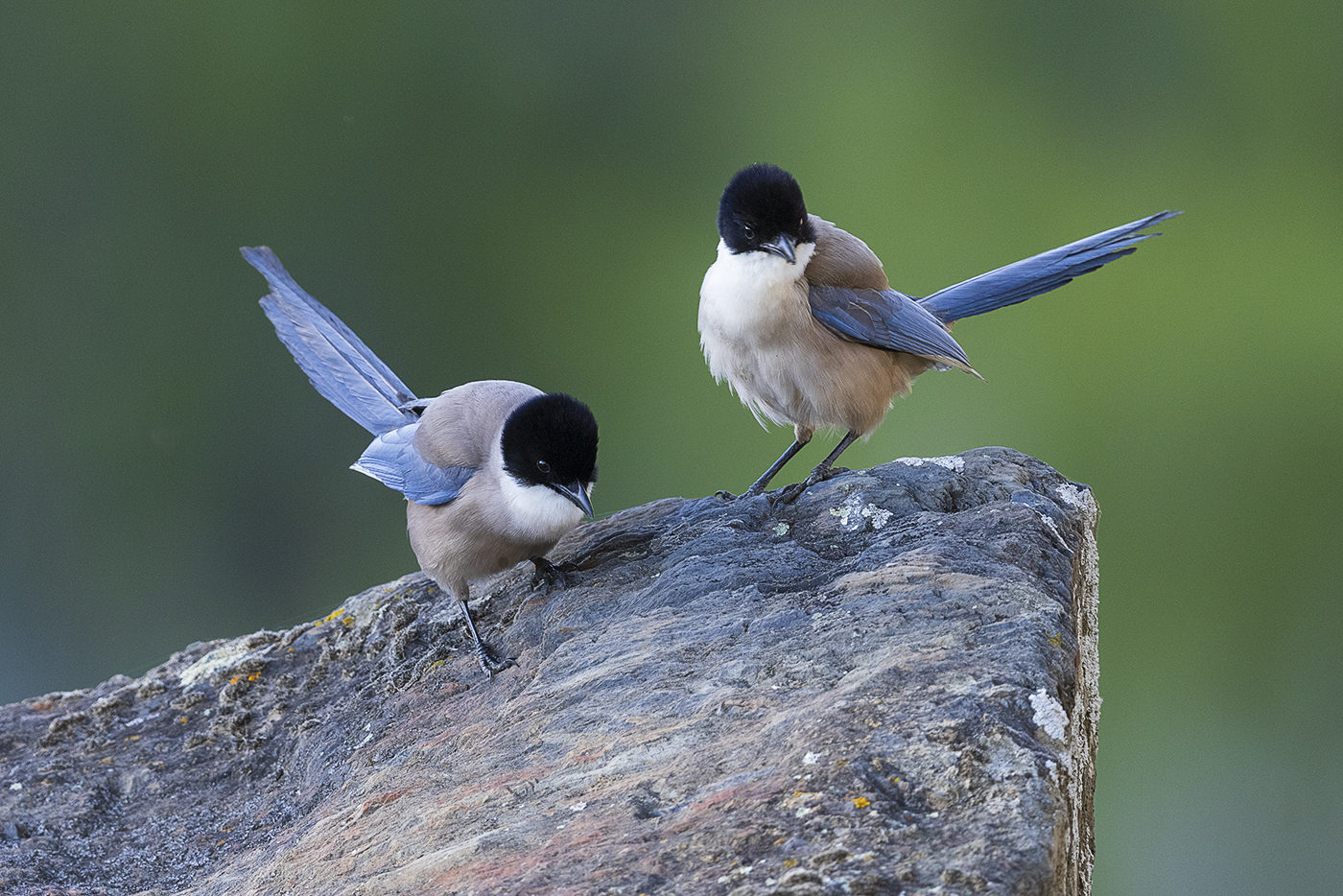 Blauelster – Cyanopica cooki