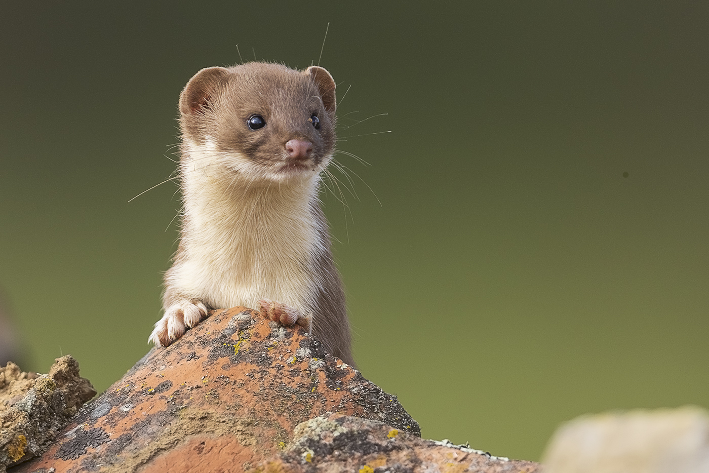 Mauswiesel – Mustela nivalis