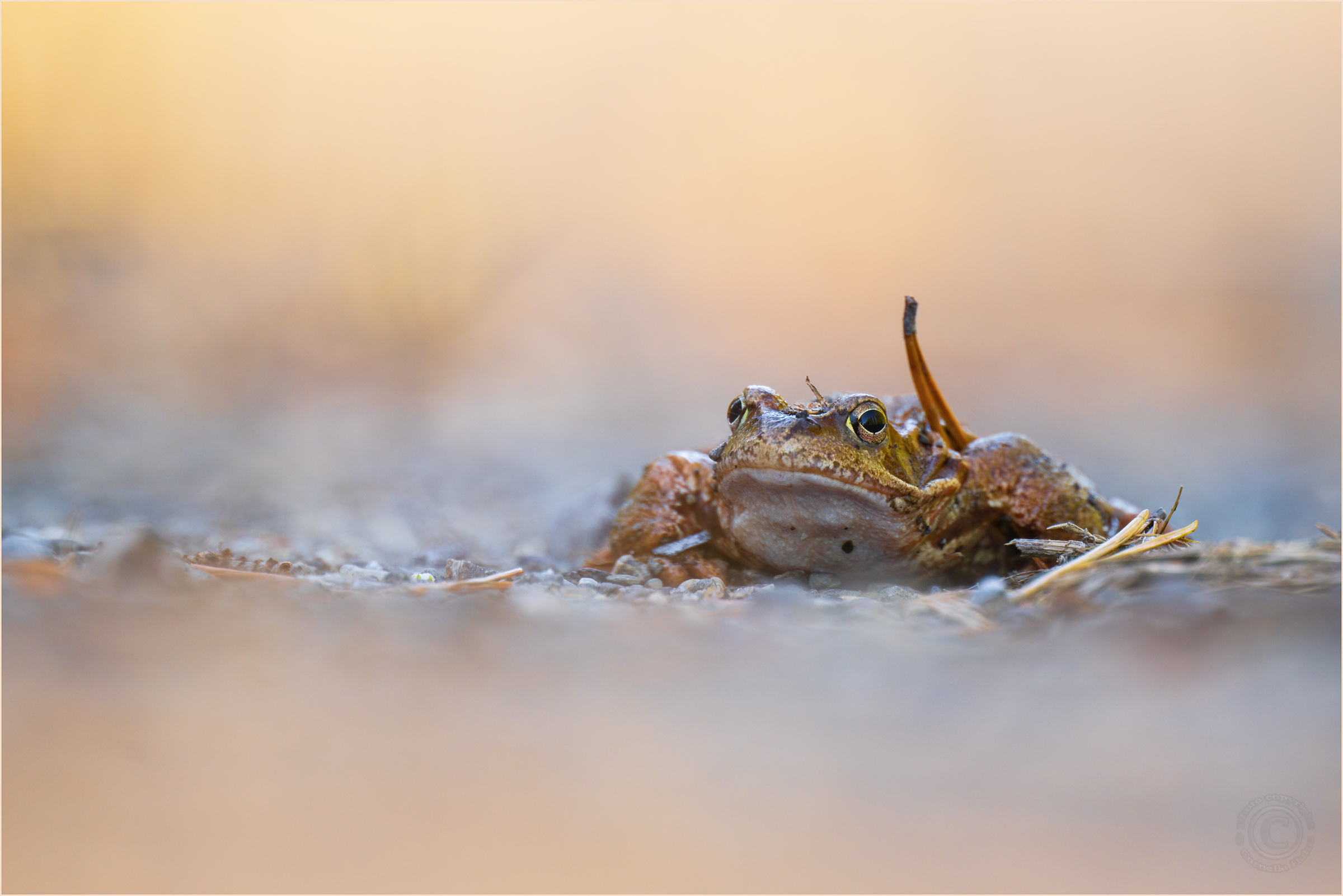 ‚Nordischer‘ Grasfrosch