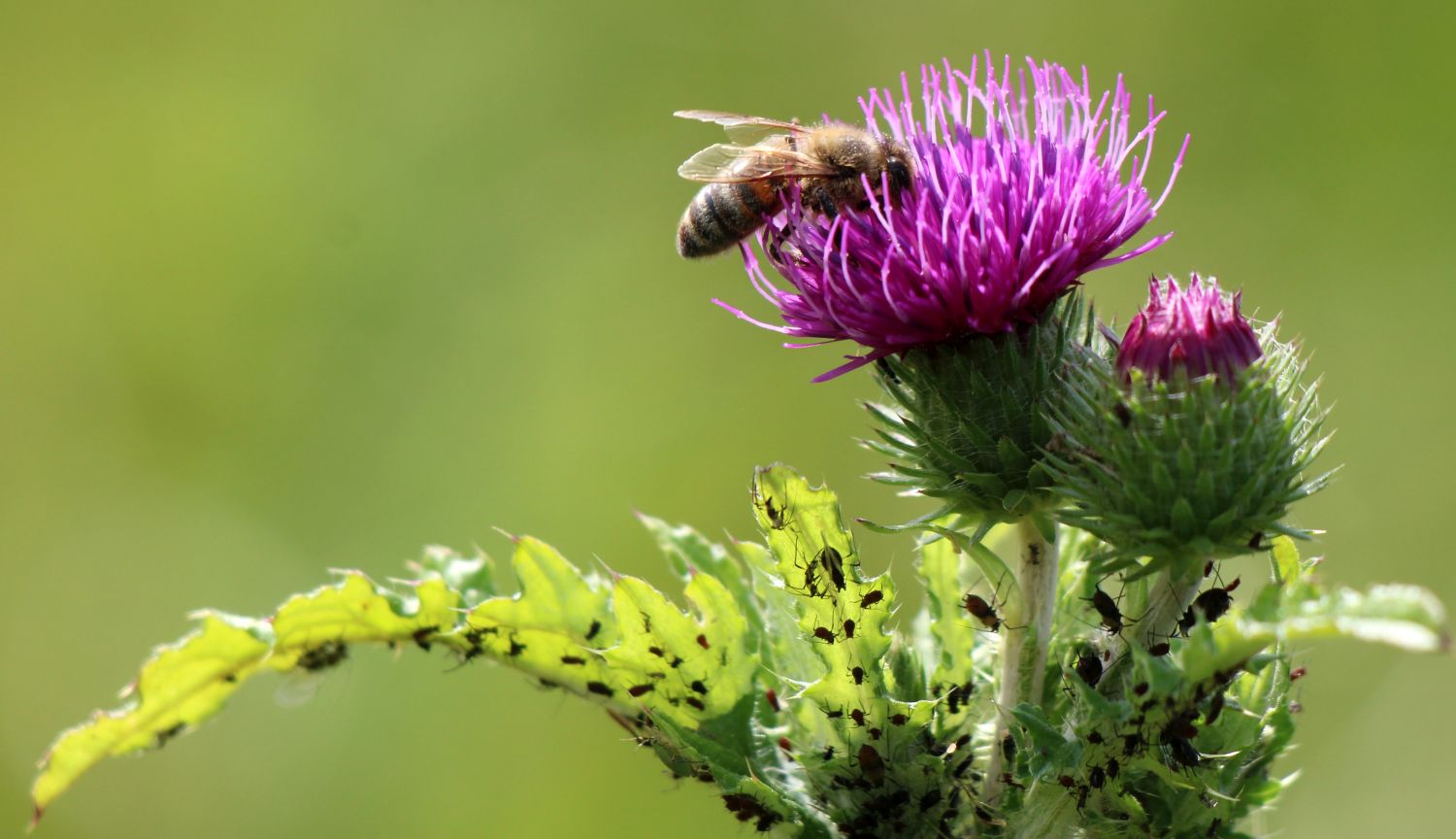 Biene nascht an Distelblüte