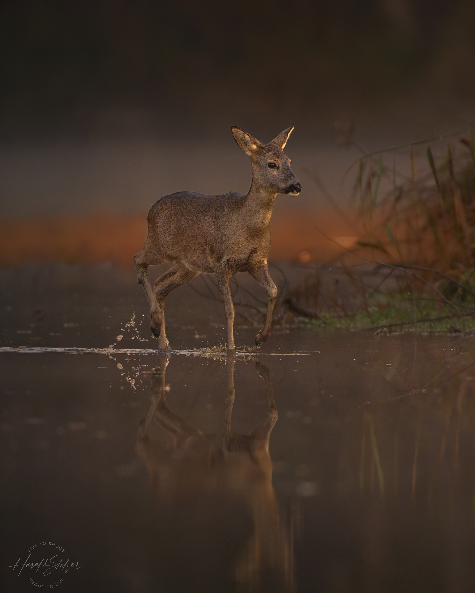 Ricke im Morgenlicht