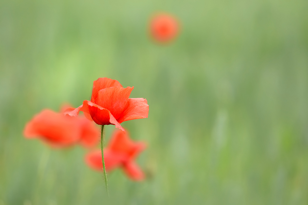 Mohn im Grünen