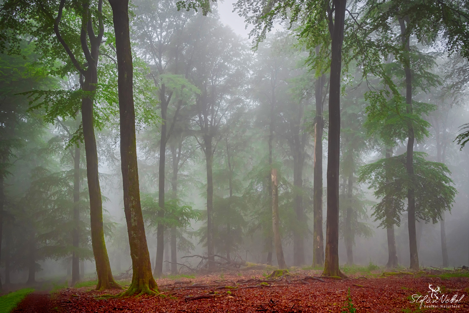 Mystischer Buchenwald